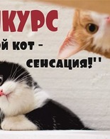 КОНКУРС «МОЙ КОТ&nbsp;— СЕНСАЦИЯ!"